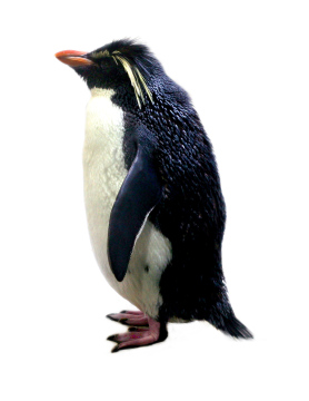 Pinguin auf einem weißen Hintergrund