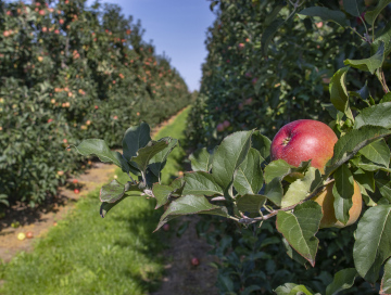 Äpfel in Jabłonia im Obstgarten