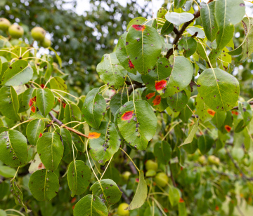 Krankheiten von Obstbäumen, Flecken auf den Blättern