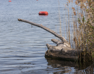 Binsen und rote Boje