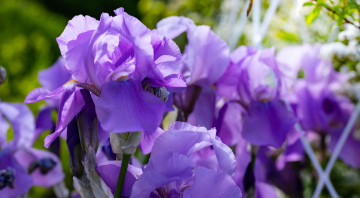 Violette Schwertlilien