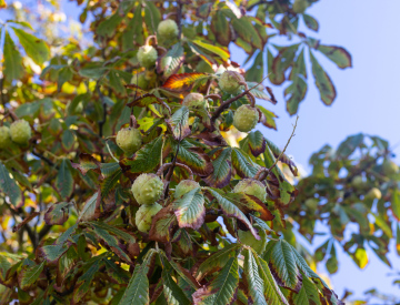 Laubabwerfender Rosskastanienbaum