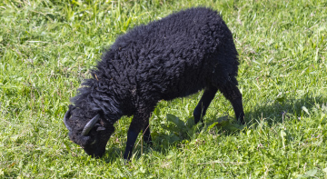 Schwarze Schafe auf der Weide