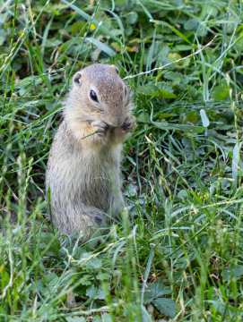 Gopher im Gras