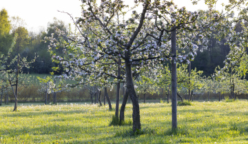 Obstbäume im Obstgarten, Frühling