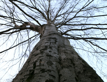 Riesiger Baum