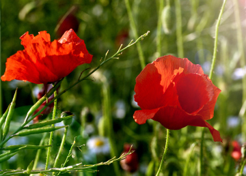 Rote Mohnblumen auf der Wiese