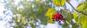 Roter Viburnum Früchte, Blätter, Strauch