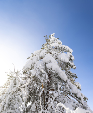 Schnee auf Ästen, Winterwetter.