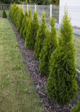 Smaragd Thujas im Garten