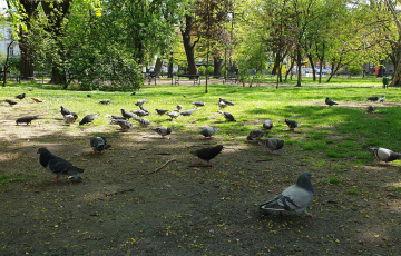 Tauben im Park