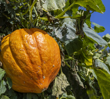 Orangefarbener Kürbis