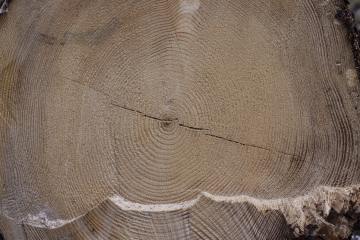 Holzmaserung, ein geschnittener Stamm