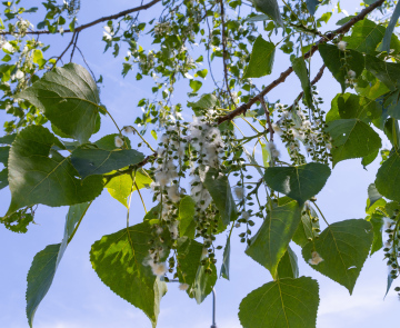 Pappel, Blätter, Blüte, Pollen