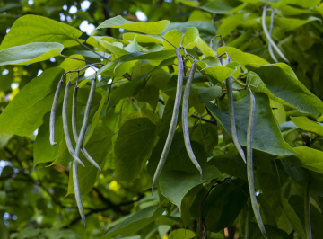 Pods auf der Catalpa