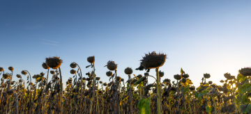 Trockene Sonnenblumen auf einem Bauernhoffeld