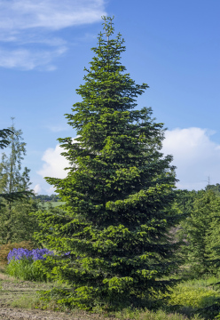 Tanne im Park kostenloses Bild