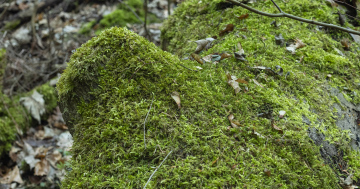 Ein mit Moos bedeckter Baumstamm im Wald