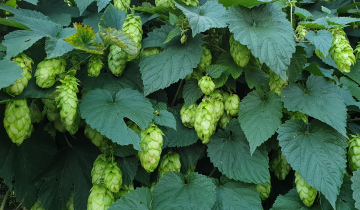 Hopfen