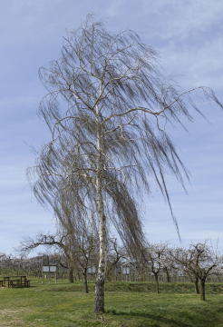 Weinende Birke, ein Baum am Rande des Grundstücks