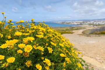 Gelbe Blumen in einer mediterranen Landschaft