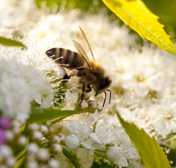 Biene auf Blumen