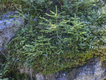Junge Setzlinge von Nadelbäumen wachsen aus der Waldstreu
