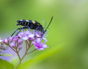 Ein Insekt auf einer Blume