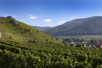 Weinberge im Wachautal