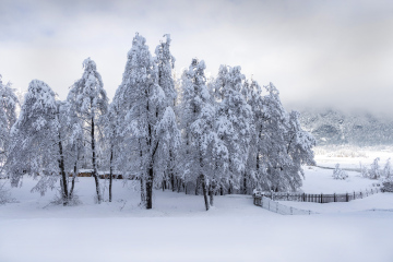 Schneebedeckte Bäume in einer Winterlandschaft
