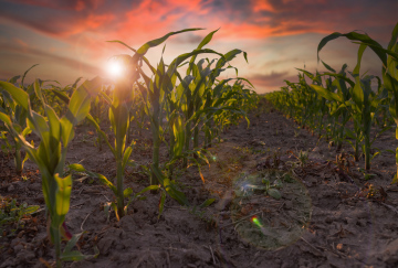 Maisanbau in trockenem Klima