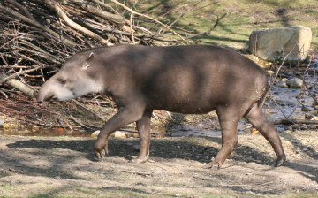 Tapir auf dem Weg