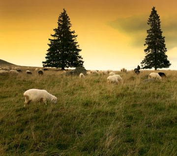 Schafe grasen in den Bergen