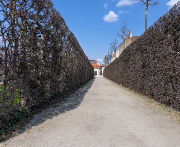 Hohe Hecken im Belvedere-Garten in Wien.