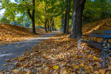 Park Alley in der Herbstsonne. Blätter auf der Straße.