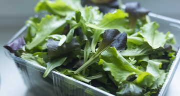 Salatblätter in einer Schachtel verpackt