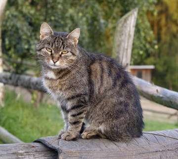 Sitzende Katze auf einem Balken