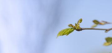 Junge Blätter am Baum, Frühling