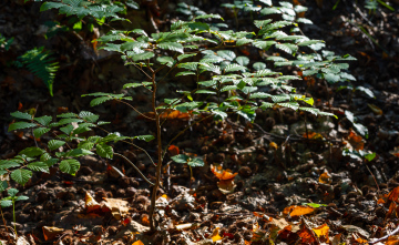 Junger Sämling eines Laubbaums im Wald, Buche