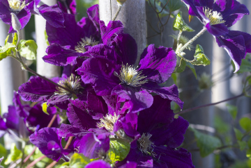 Lila blühende Clematis