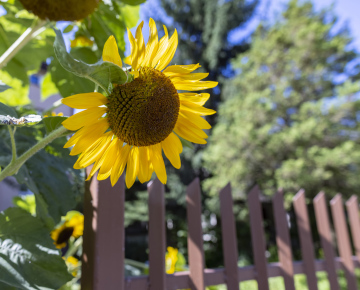 Sonnenblume im Dorfgarten