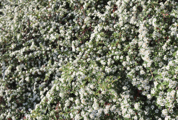 Blühender Cotoneaster