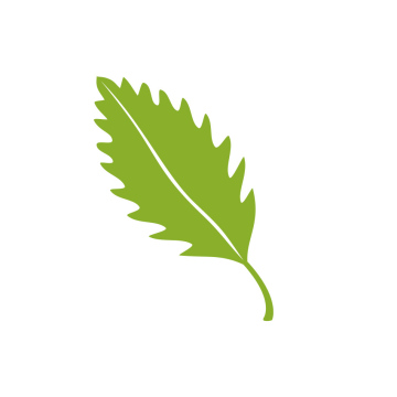 Grünes Blatt-Symbol, Vektor