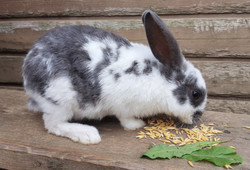 Kaninchen beim Essen