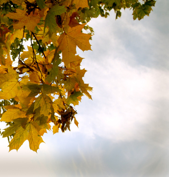 Herbstblätter