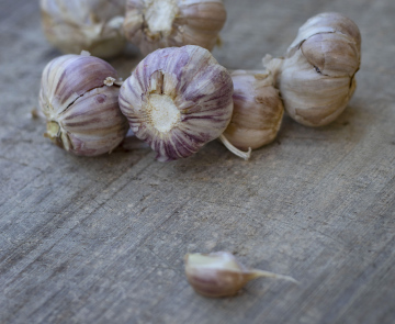 Knoblauchköpfe zum Trocknen