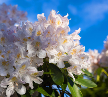 Weißer Rhododendron