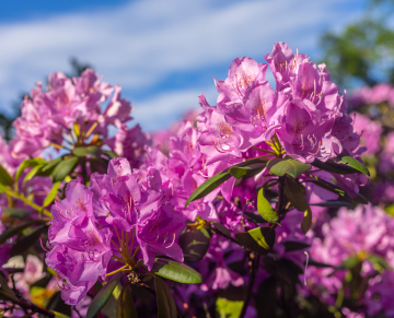 Rosa Rhododendron stockfoto