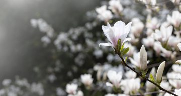 Blühende Magnolie, hochauflösendes Bild