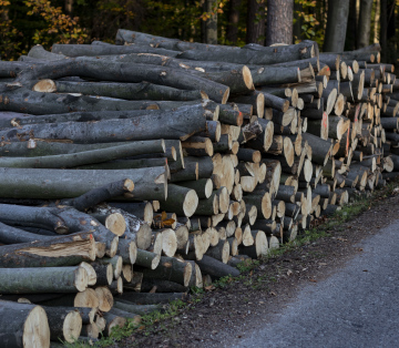 Schneiden Sie Holzstämme neben der Forststraße